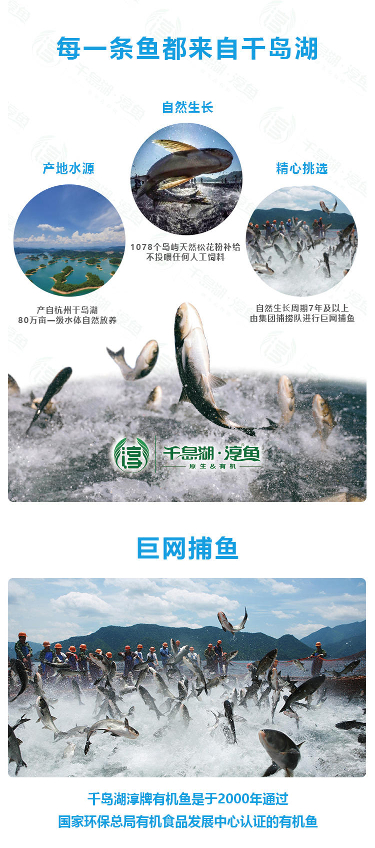 【淳牌】千岛湖原生态有机鱼 胖头鱼放养7年 江浙沪包邮详情5