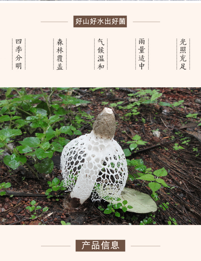 【千岛农品】竹荪50g详情2