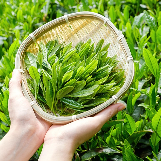 【千岛农品】千岛湖龙井（新茶上市品尝装）60g图片4