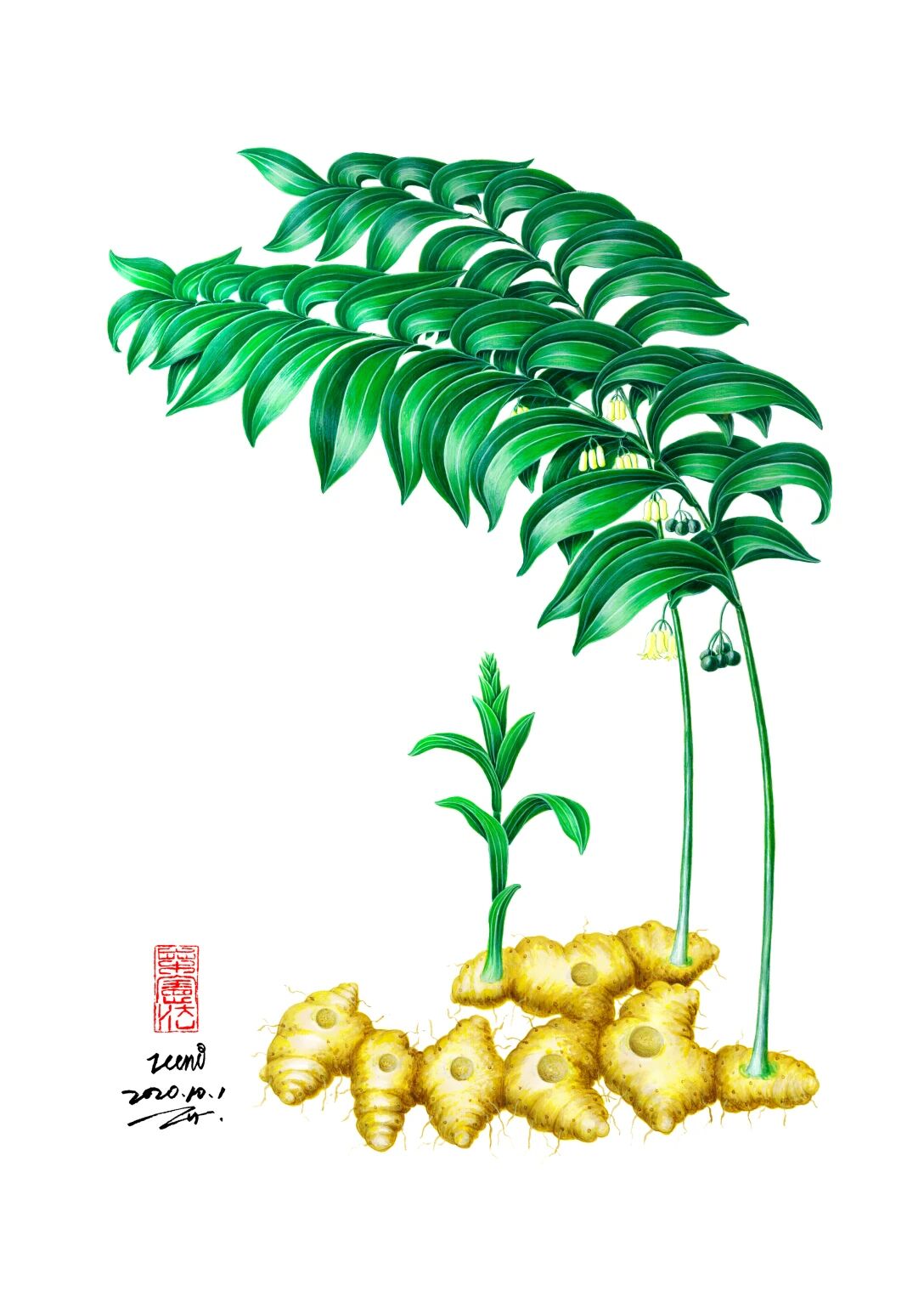 黄精小罐茶详情1