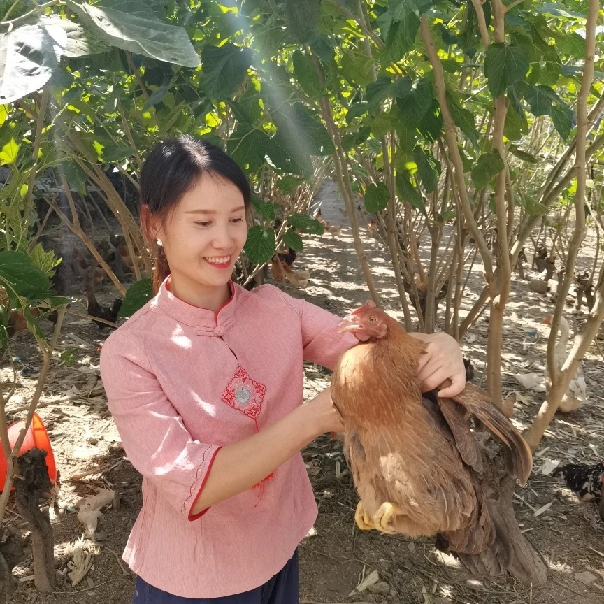 【村花小平农品】千岛湖桑竹园山林散养土鸡图片3