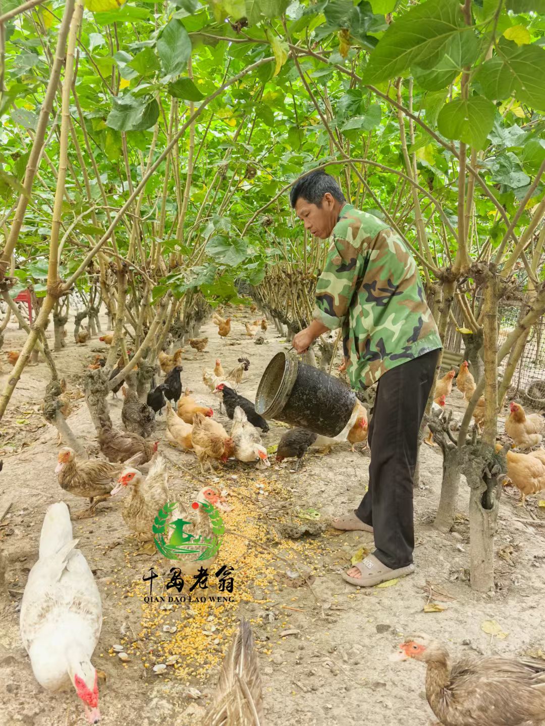 【村花小平农品】千岛湖桑竹园山林散养土鸡详情1