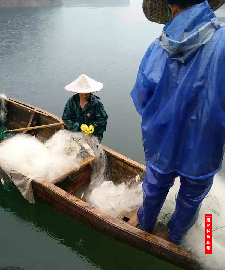 千岛湖野生炭烘无盐黄尾鱼干 280克/件详情2