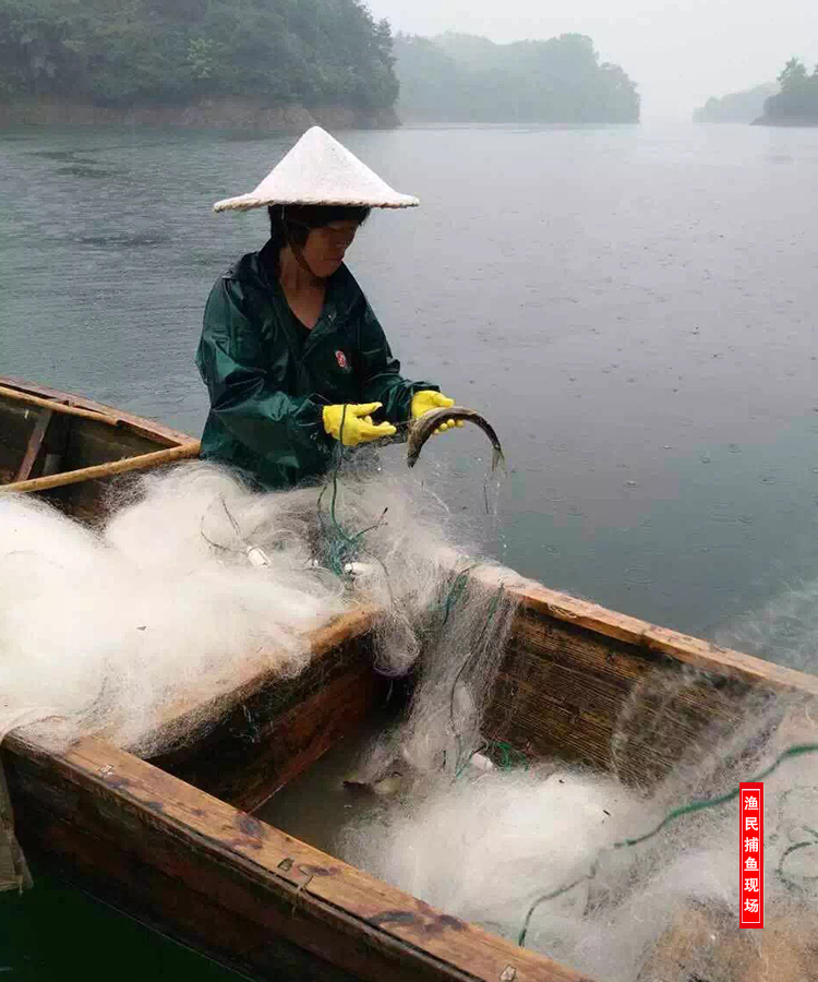 千岛湖野生炭烘无盐黄尾鱼干 280克/件详情3